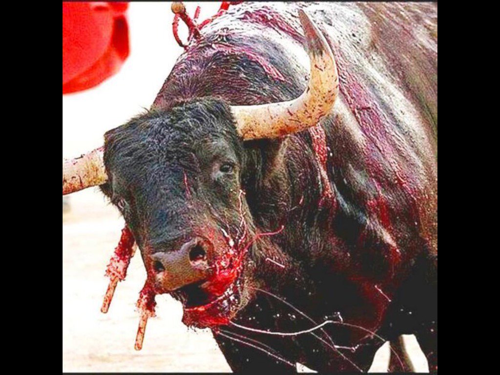 Um von einem Stier nicht getötet zu werden, ist es am einfachsten, wenn man ihn nicht foltert. Drecks-Stierkampf, Drecks-Pamplona, Drecks-Unterstützer #Date:07.2016#